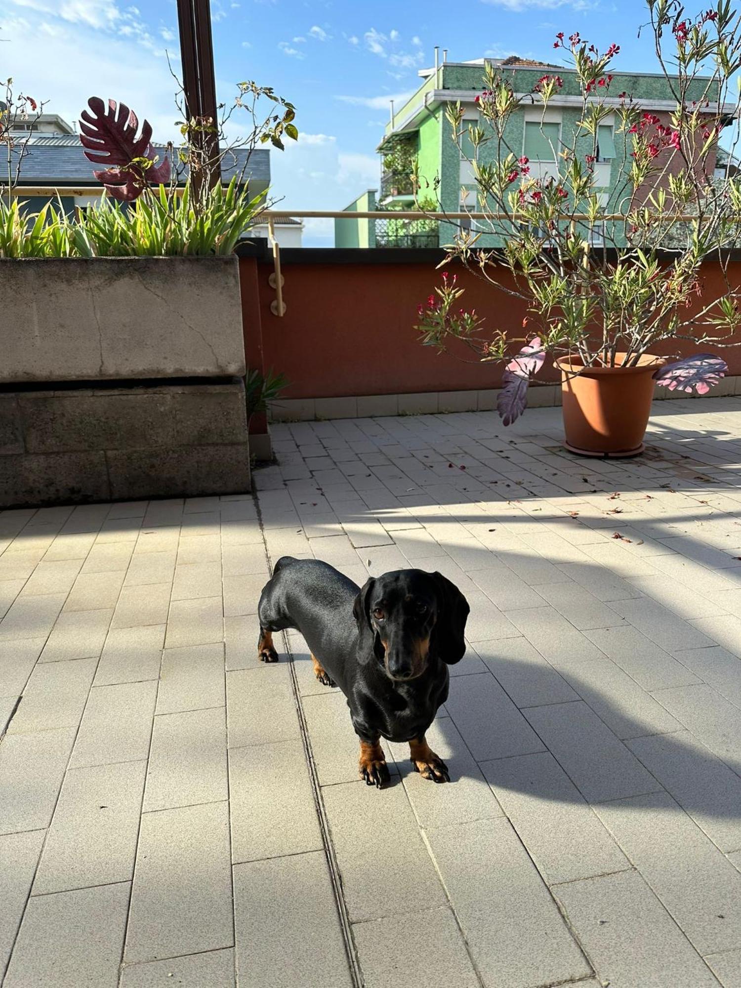 Meraviglioso Super Attico Con Terrazza Mediolan Zewnętrze zdjęcie